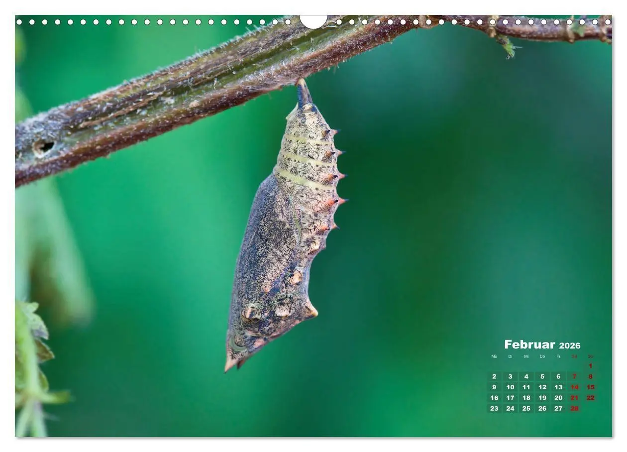 Bild: 9783457768440 | GEOclick Lernkalender: Porträts einheimischer Schmetterlinge...