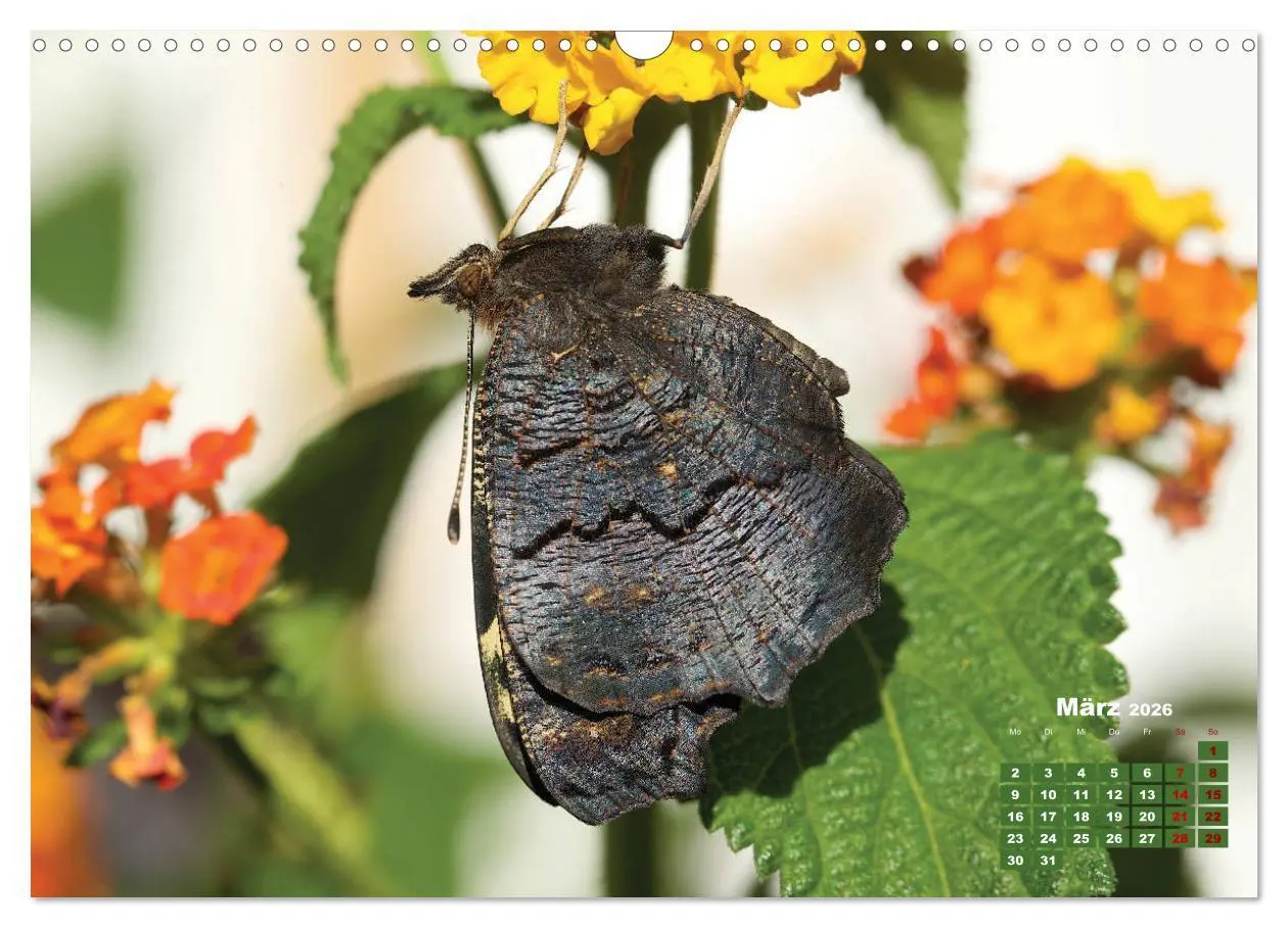 Bild: 9783457768440 | GEOclick Lernkalender: Porträts einheimischer Schmetterlinge...
