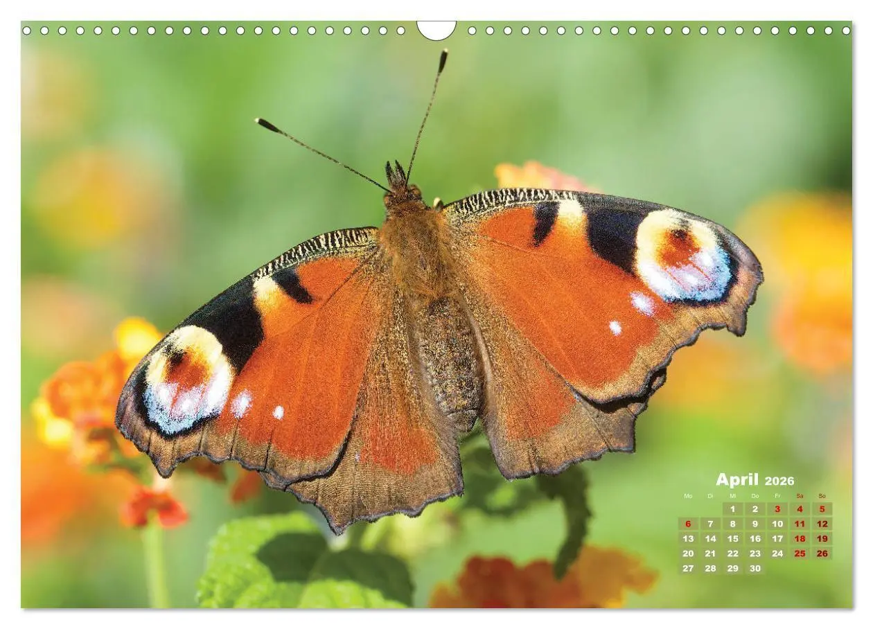 Bild: 9783457768440 | GEOclick Lernkalender: Porträts einheimischer Schmetterlinge...