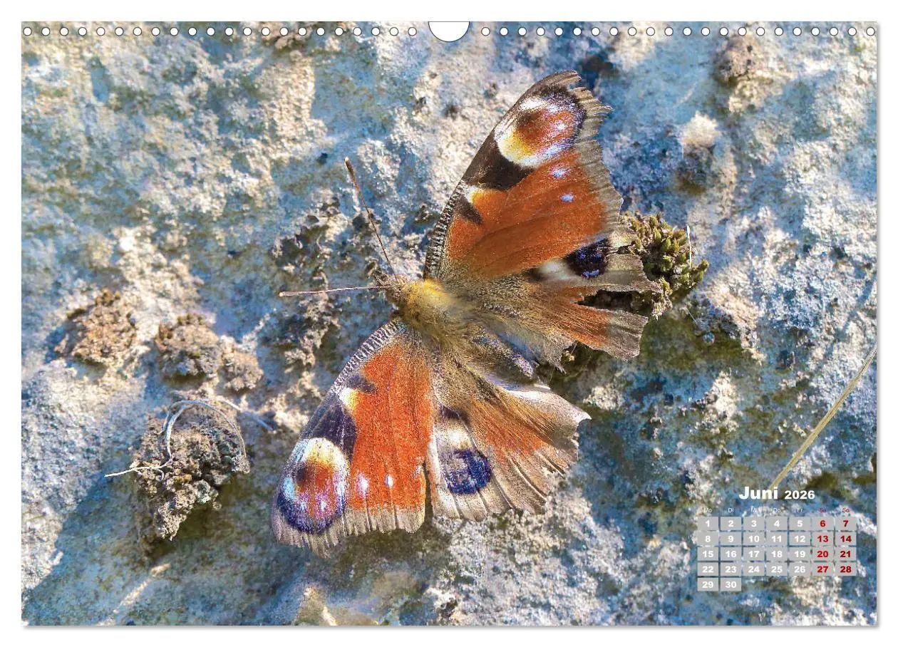 Bild: 9783457768440 | GEOclick Lernkalender: Porträts einheimischer Schmetterlinge...