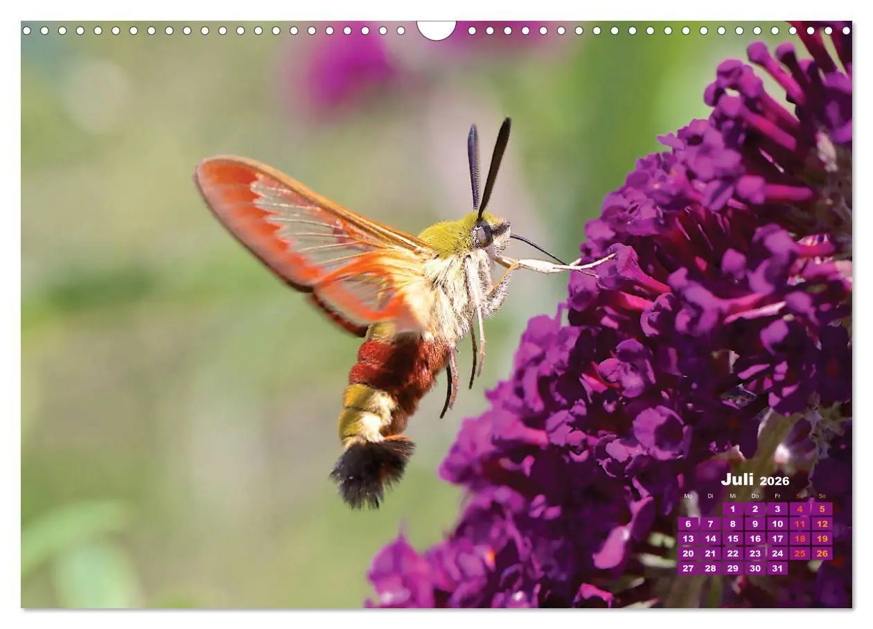 Bild: 9783457768440 | GEOclick Lernkalender: Porträts einheimischer Schmetterlinge...