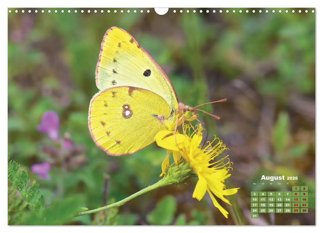 Bild: 9783457768440 | GEOclick Lernkalender: Porträts einheimischer Schmetterlinge...