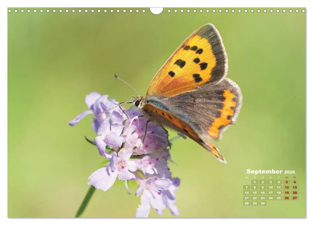 Bild: 9783457768440 | GEOclick Lernkalender: Porträts einheimischer Schmetterlinge...