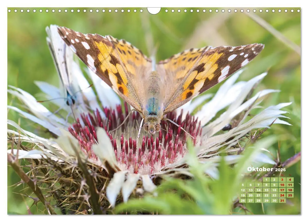 Bild: 9783457768440 | GEOclick Lernkalender: Porträts einheimischer Schmetterlinge...