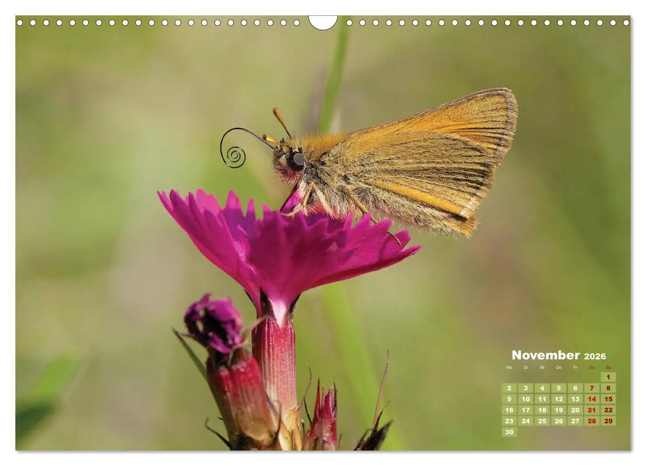 Bild: 9783457768440 | GEOclick Lernkalender: Porträts einheimischer Schmetterlinge...