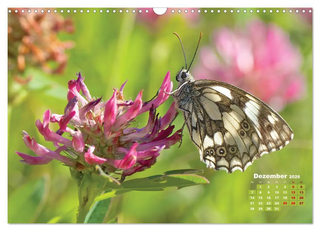 Bild: 9783457768440 | GEOclick Lernkalender: Porträts einheimischer Schmetterlinge...