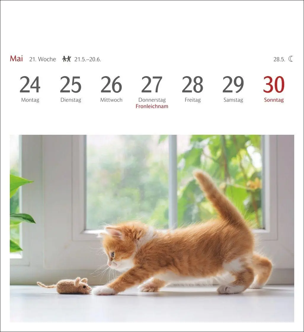 Bild: 9783840038440 | Katzen Postkartenkalender 2027 - Wochenkalender mit 53 Postkarten