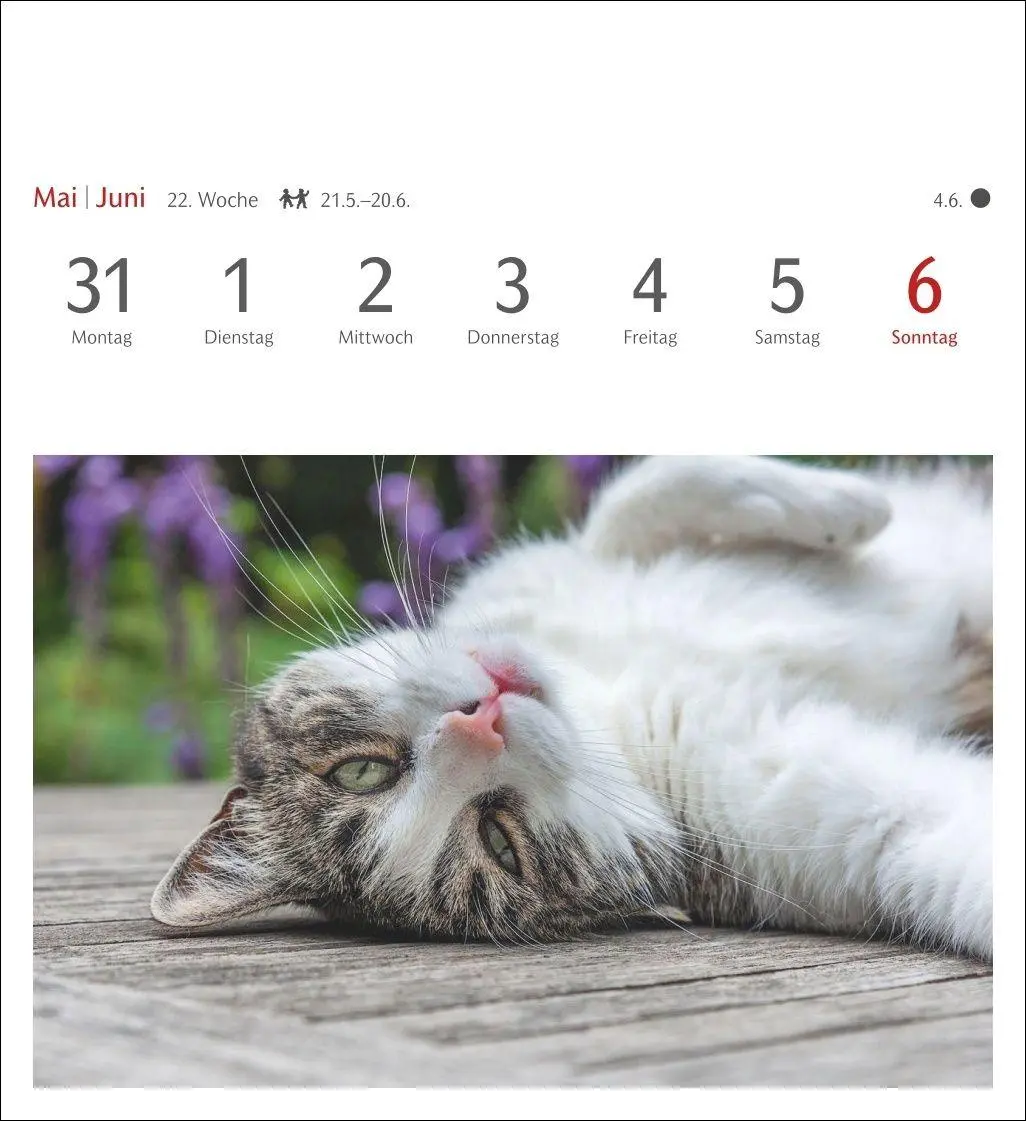 Bild: 9783840038440 | Katzen Postkartenkalender 2027 - Wochenkalender mit 53 Postkarten