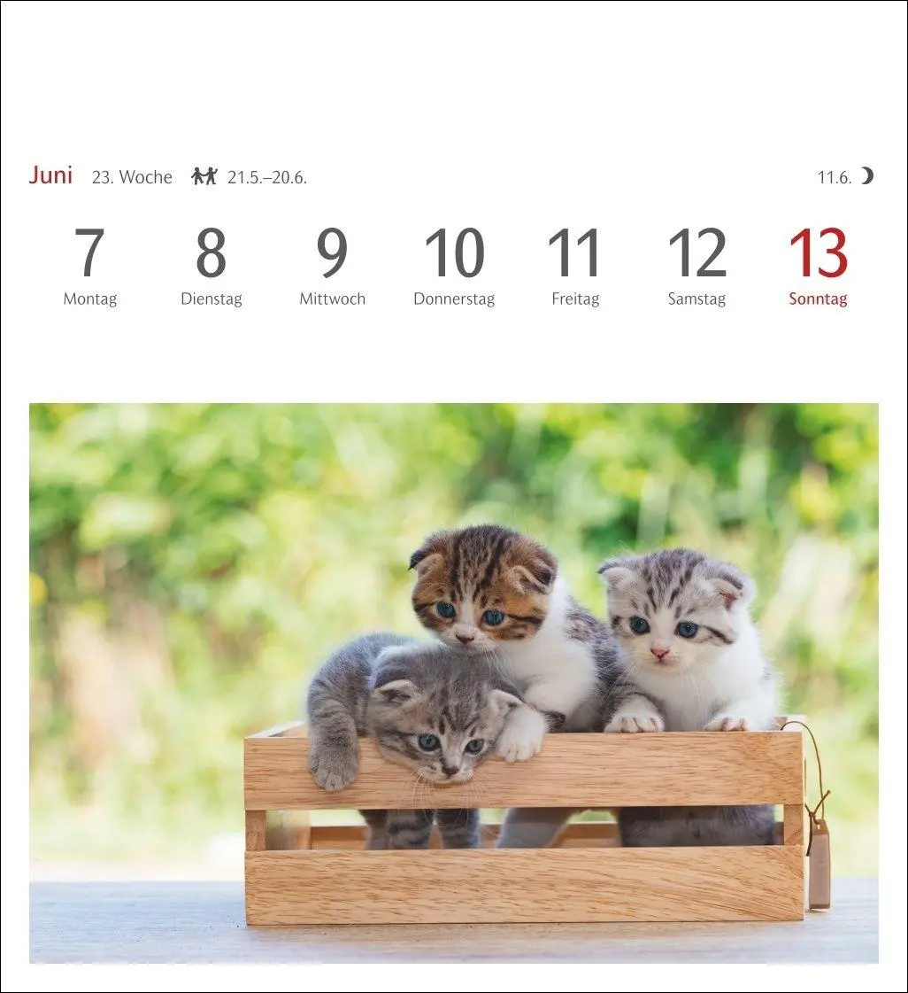 Bild: 9783840038440 | Katzen Postkartenkalender 2027 - Wochenkalender mit 53 Postkarten