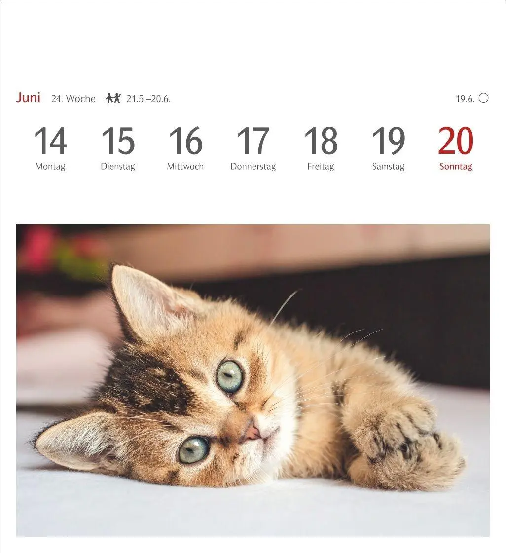 Bild: 9783840038440 | Katzen Postkartenkalender 2027 - Wochenkalender mit 53 Postkarten