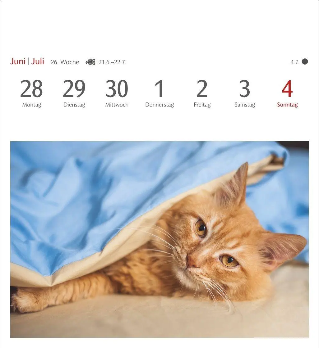 Bild: 9783840038440 | Katzen Postkartenkalender 2027 - Wochenkalender mit 53 Postkarten
