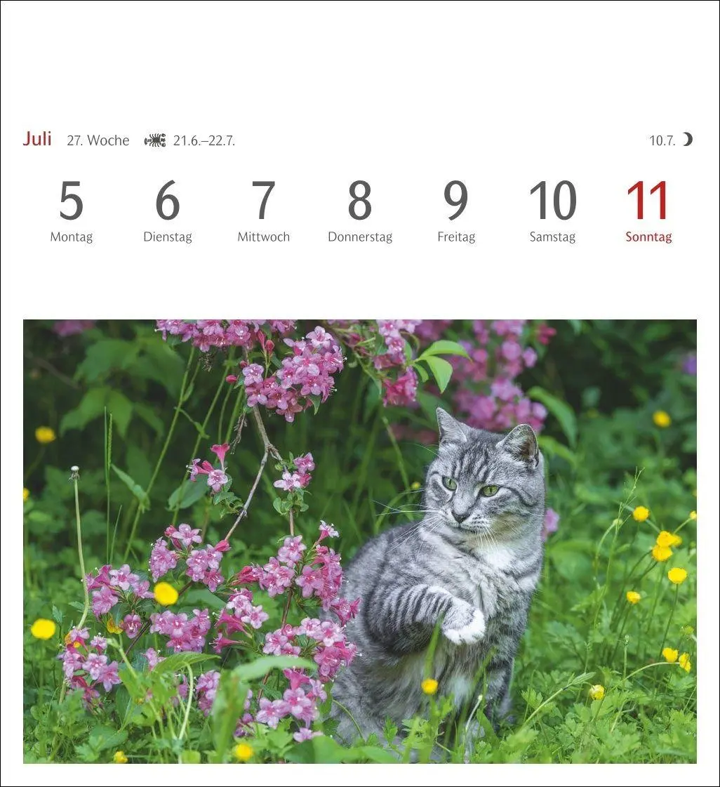 Bild: 9783840038440 | Katzen Postkartenkalender 2027 - Wochenkalender mit 53 Postkarten