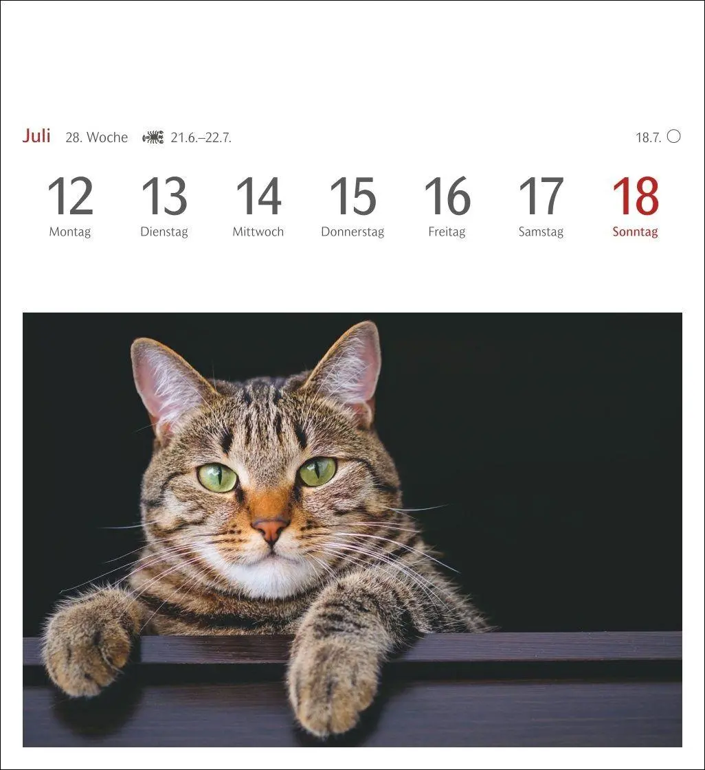 Bild: 9783840038440 | Katzen Postkartenkalender 2027 - Wochenkalender mit 53 Postkarten