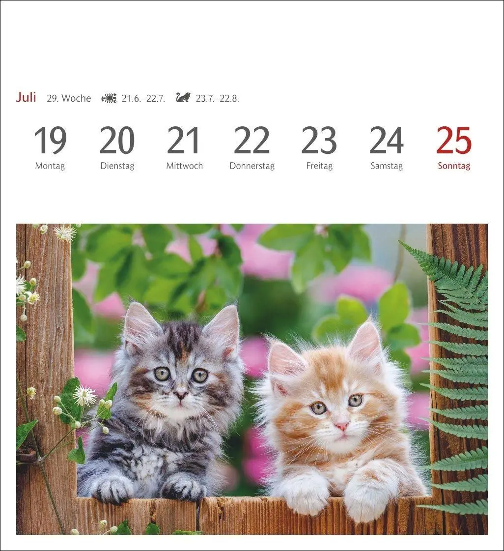 Bild: 9783840038440 | Katzen Postkartenkalender 2027 - Wochenkalender mit 53 Postkarten