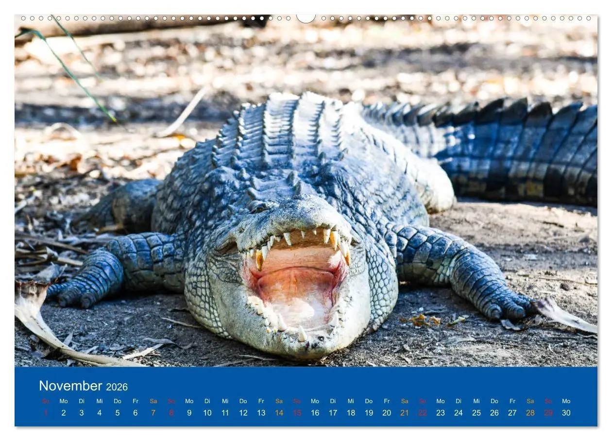 Bild: 9783457758540 | Australien, tierischer Kontinent (Wandkalender 2026 DIN A2 quer),...