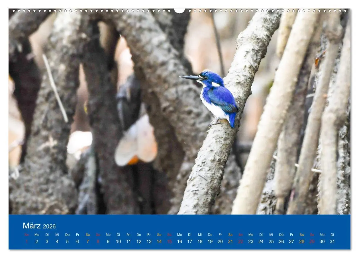 Bild: 9783457758540 | Australien, tierischer Kontinent (Wandkalender 2026 DIN A2 quer),...
