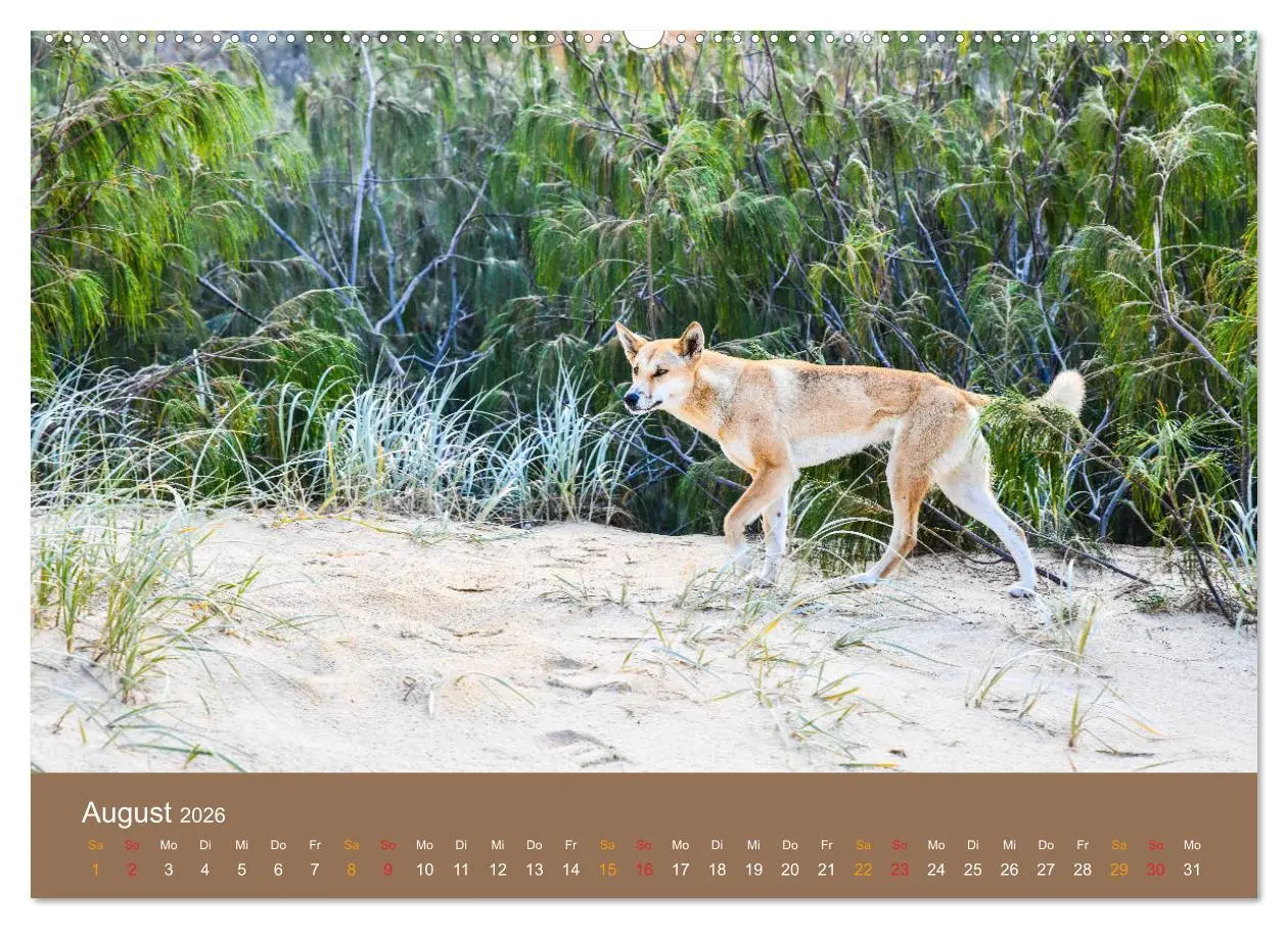 Bild: 9783457758540 | Australien, tierischer Kontinent (Wandkalender 2026 DIN A2 quer),...