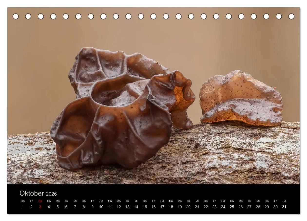 Bild: 9783457748640 | PILZE IM FOKUS 2026 (Tischkalender 2026 DIN A5 quer), CALVENDO...