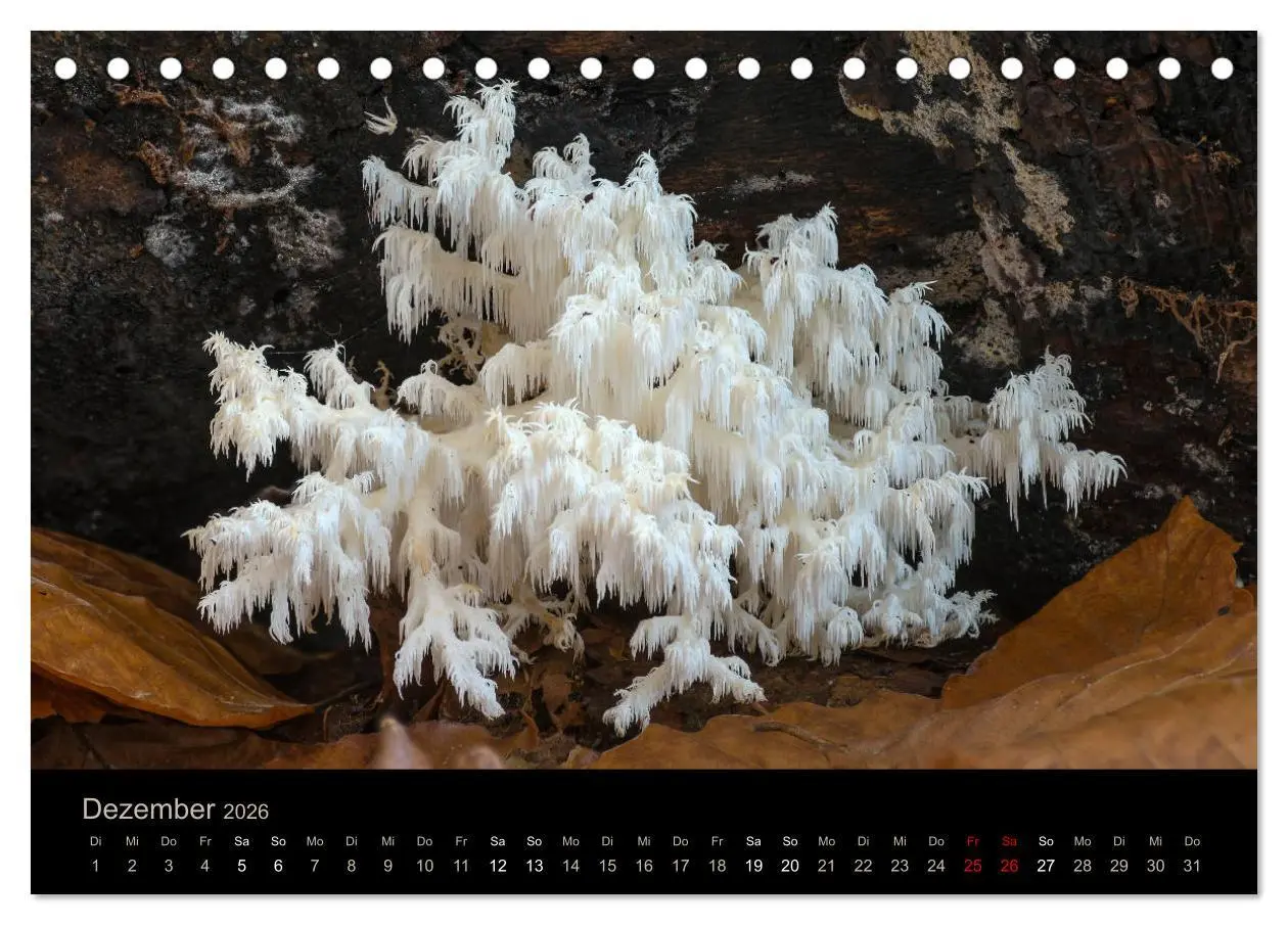 Bild: 9783457748640 | PILZE IM FOKUS 2026 (Tischkalender 2026 DIN A5 quer), CALVENDO...