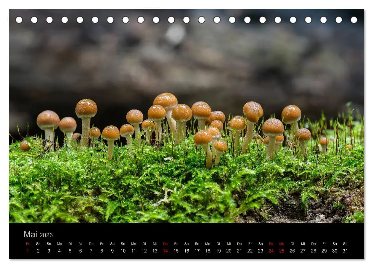 Bild: 9783457748640 | PILZE IM FOKUS 2026 (Tischkalender 2026 DIN A5 quer), CALVENDO...