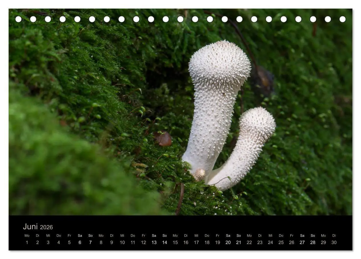 Bild: 9783457748640 | PILZE IM FOKUS 2026 (Tischkalender 2026 DIN A5 quer), CALVENDO...