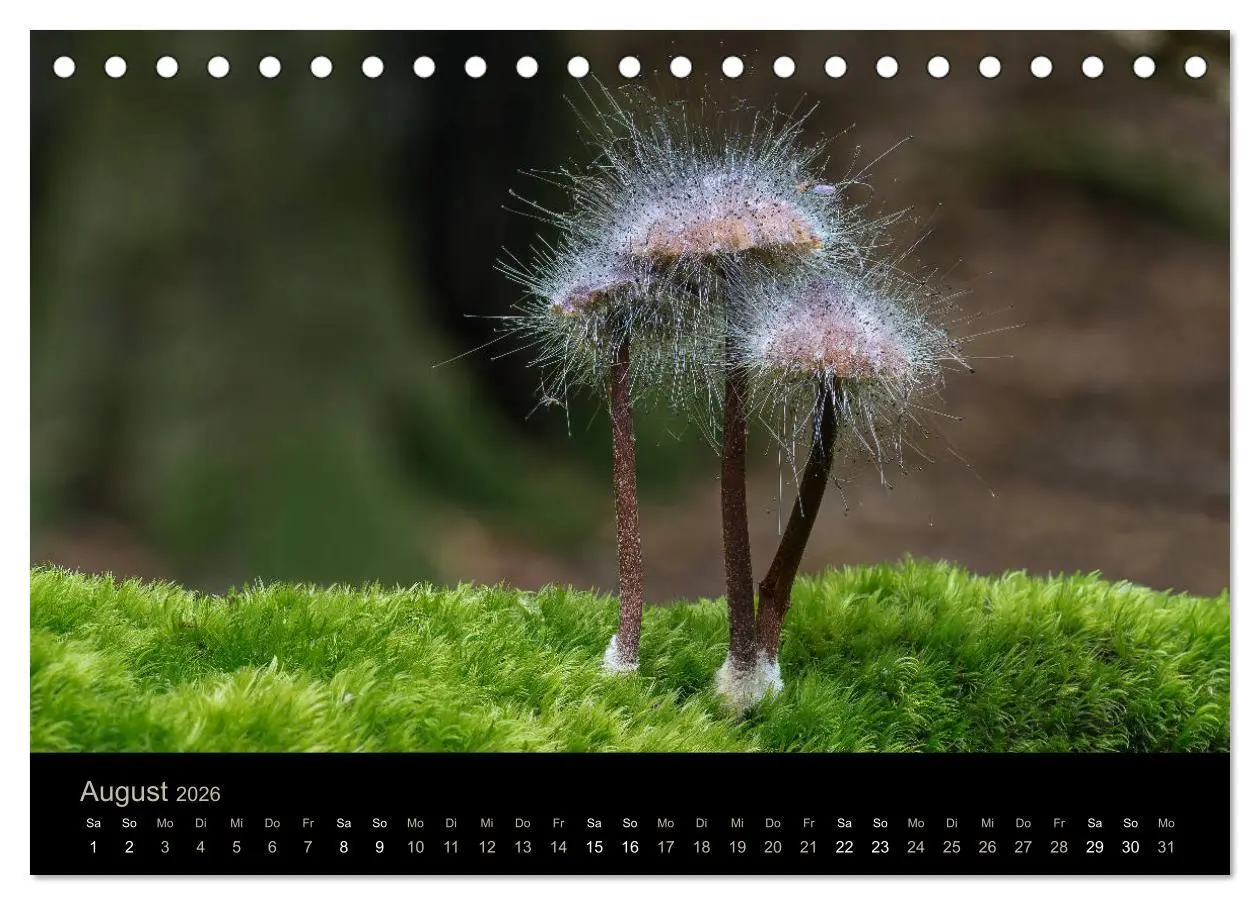 Bild: 9783457748640 | PILZE IM FOKUS 2026 (Tischkalender 2026 DIN A5 quer), CALVENDO...