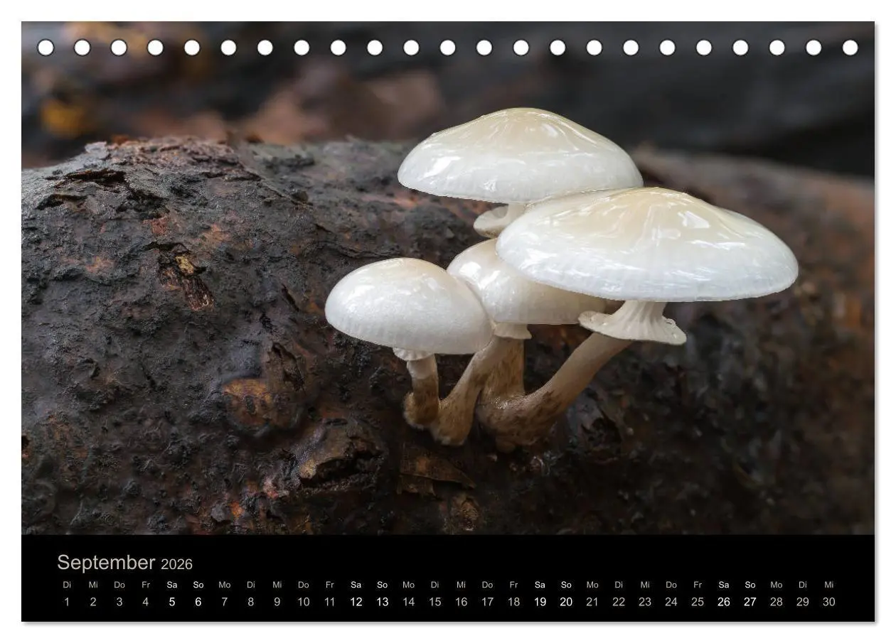 Bild: 9783457748640 | PILZE IM FOKUS 2026 (Tischkalender 2026 DIN A5 quer), CALVENDO...