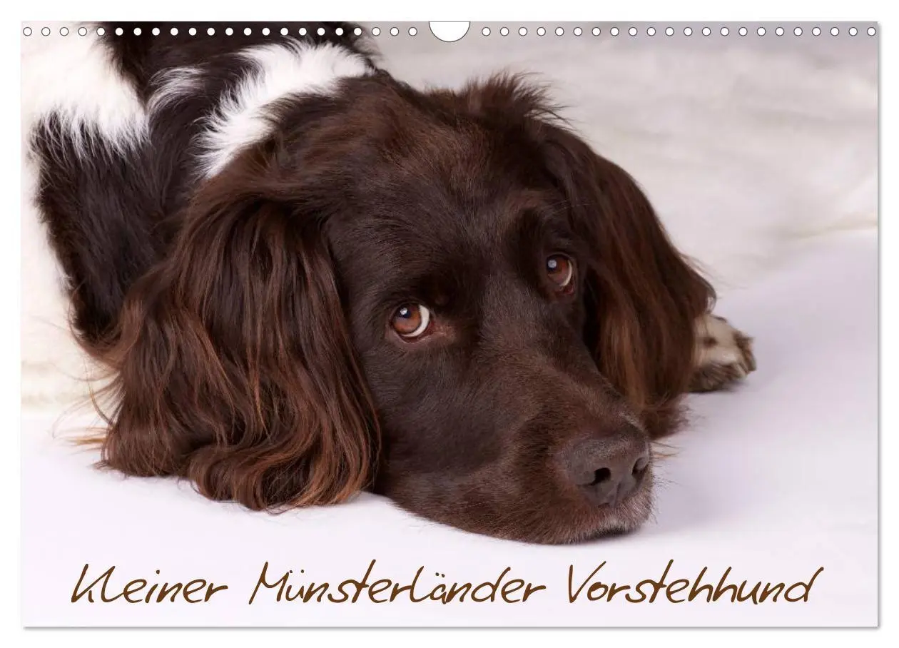 Cover: 9783516078640 | Kleiner Münsterländer Vorstehhund (Wandkalender 2026 DIN A3 quer),...