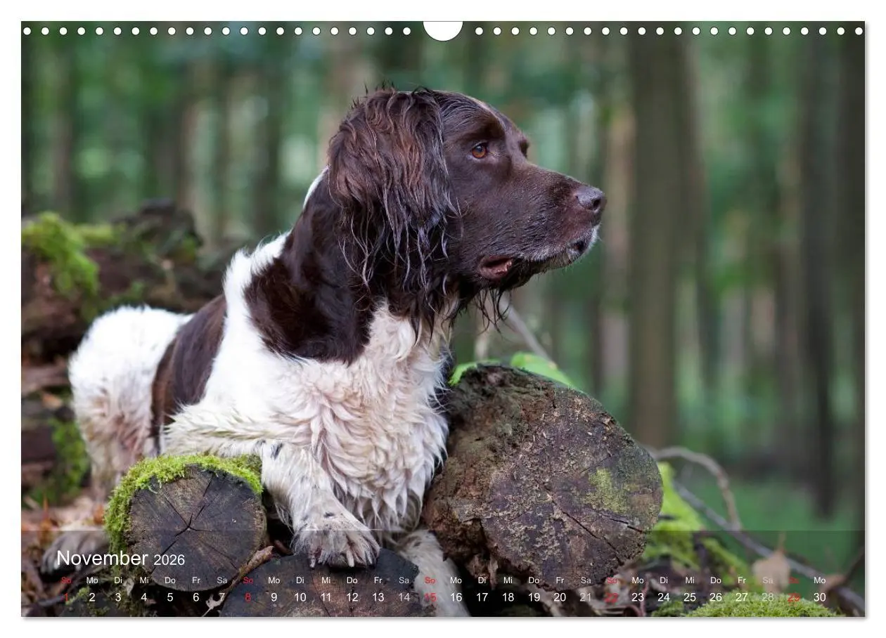 Bild: 9783516078640 | Kleiner Münsterländer Vorstehhund (Wandkalender 2026 DIN A3 quer),...