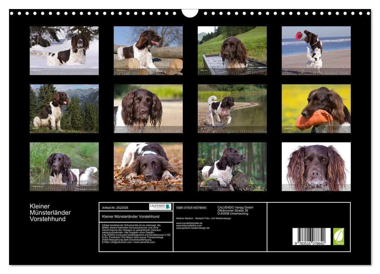 Bild: 9783516078640 | Kleiner Münsterländer Vorstehhund (Wandkalender 2026 DIN A3 quer),...