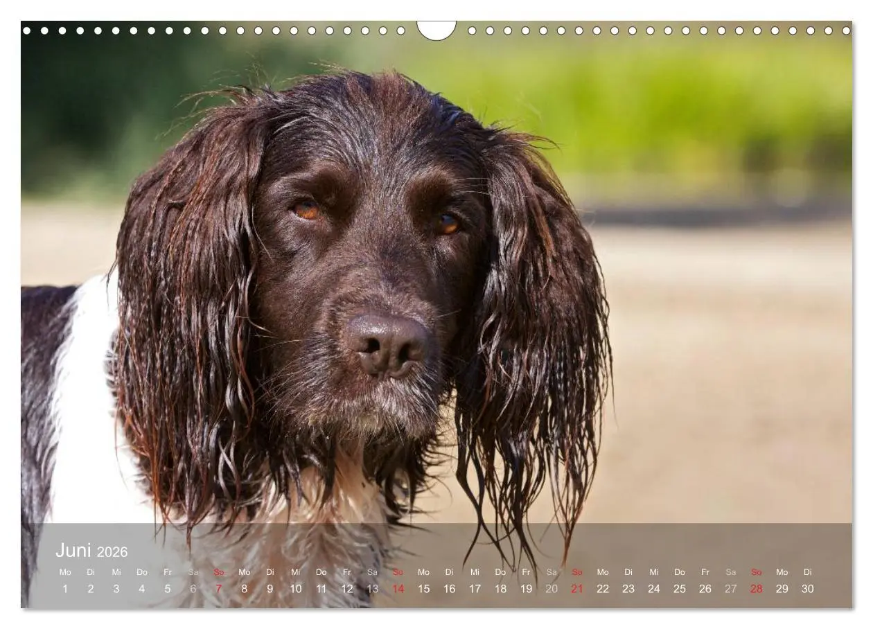 Bild: 9783516078640 | Kleiner Münsterländer Vorstehhund (Wandkalender 2026 DIN A3 quer),...