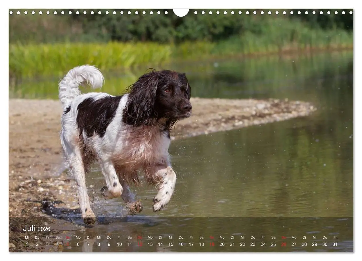 Bild: 9783516078640 | Kleiner Münsterländer Vorstehhund (Wandkalender 2026 DIN A3 quer),...
