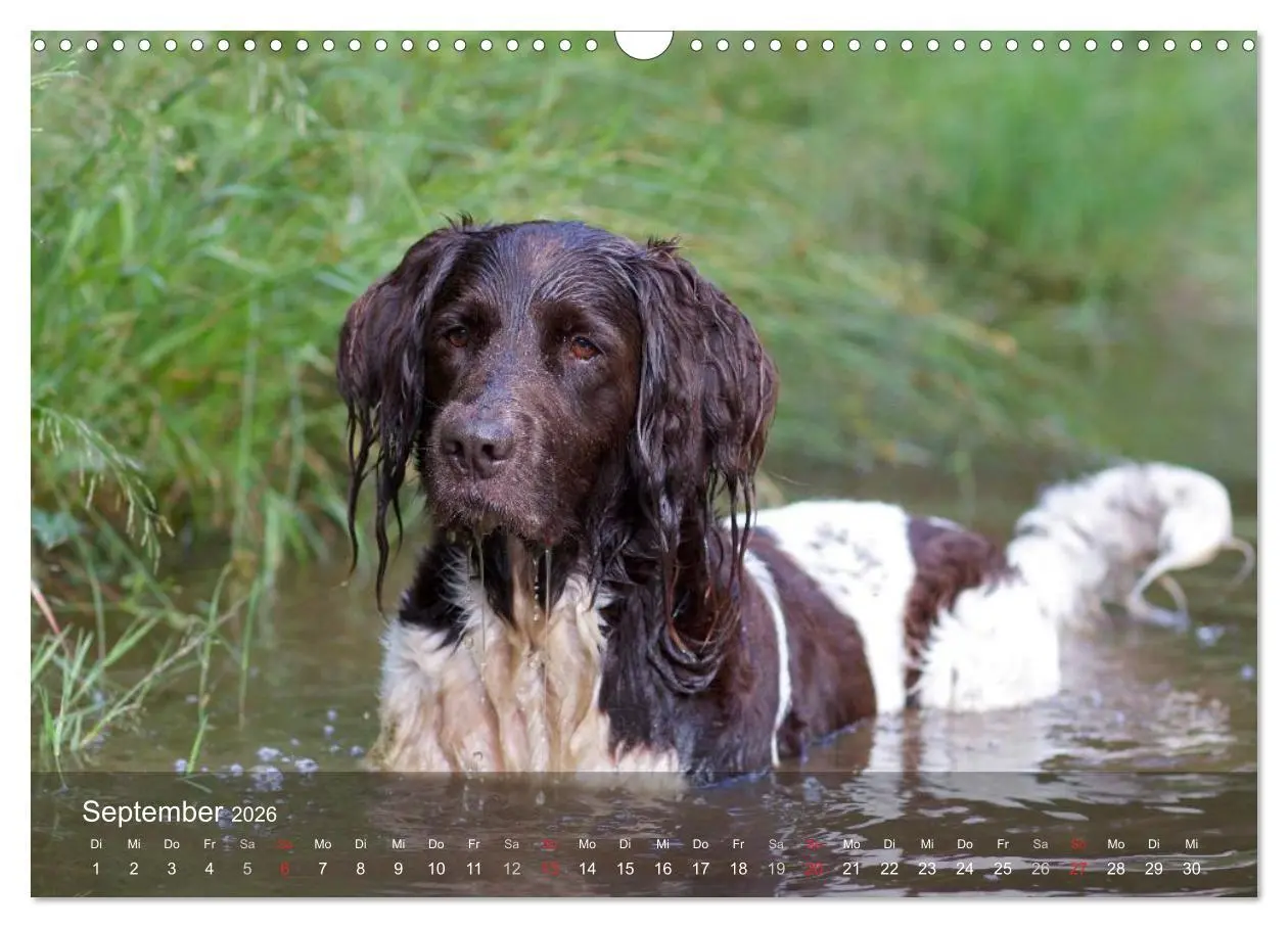 Bild: 9783516078640 | Kleiner Münsterländer Vorstehhund (Wandkalender 2026 DIN A3 quer),...