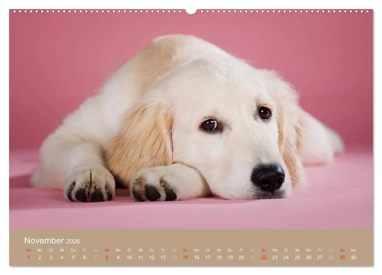 Bild: 9783516148640 | Golden Retriever (Wandkalender 2026 DIN A2 quer), CALVENDO...
