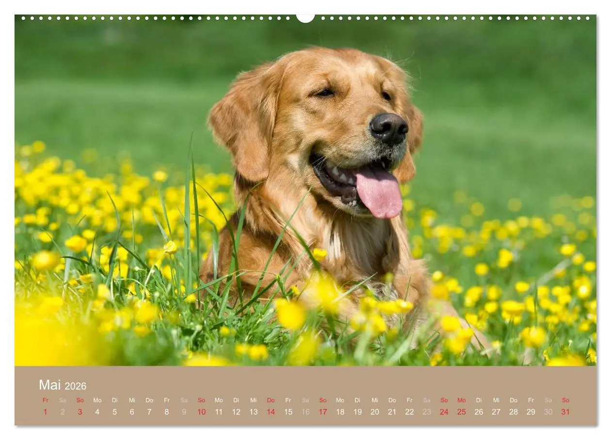 Bild: 9783516148640 | Golden Retriever (Wandkalender 2026 DIN A2 quer), CALVENDO...
