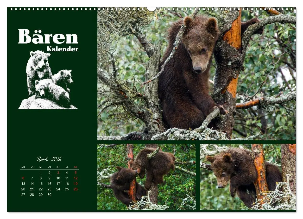 Bild: 9783516218640 | Bärenkalender (Wandkalender 2026 DIN A2 quer), CALVENDO Monatskalender