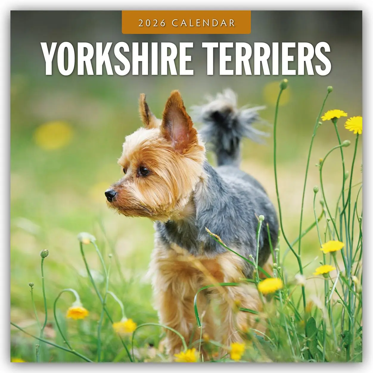 Cover: 9781804428740 | Yorkshire Terriers - Yorkshire Terrier 2026 - 16-Monatskalender | Red