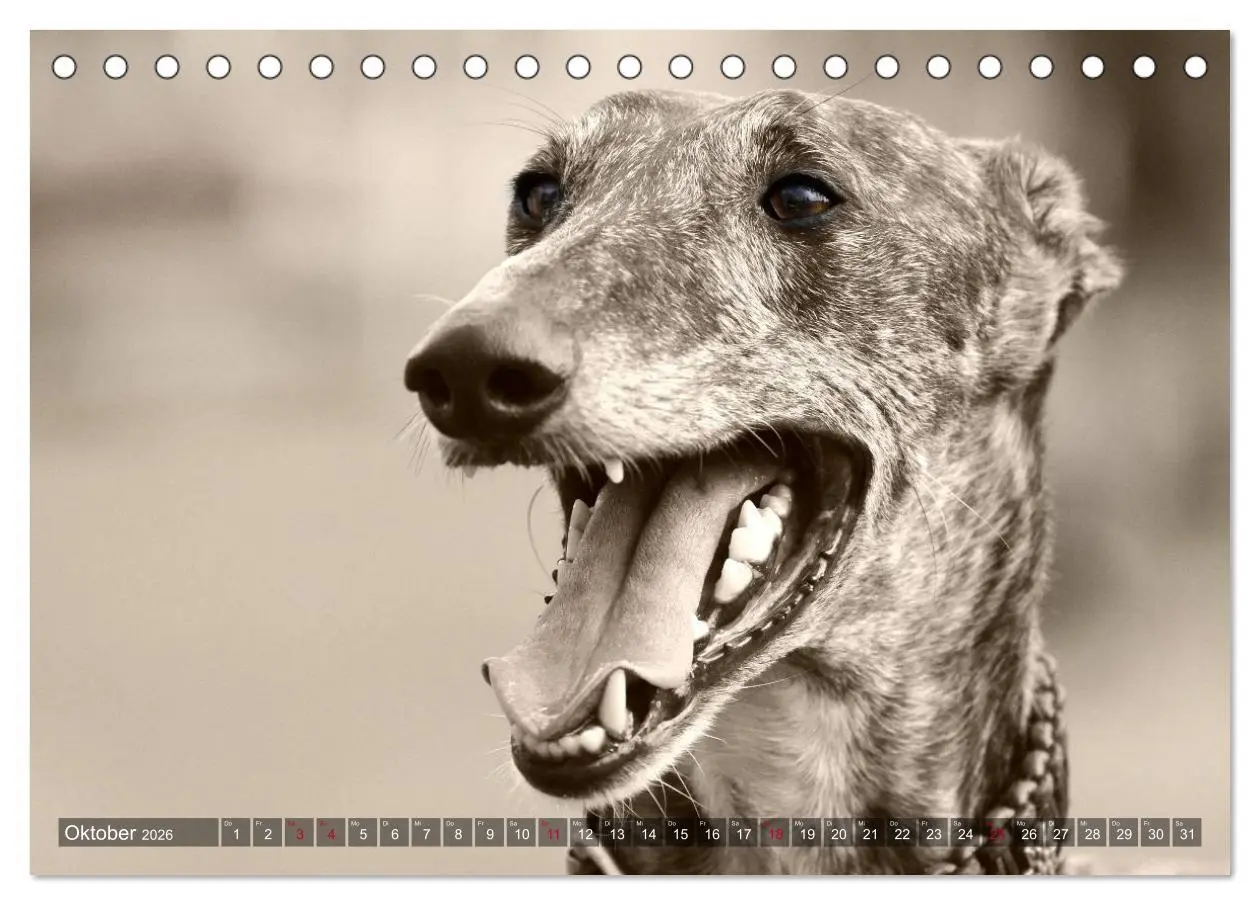 Bild: 9783457978740 | Galgo eye-catcher (Tischkalender 2026 DIN A5 quer), CALVENDO...