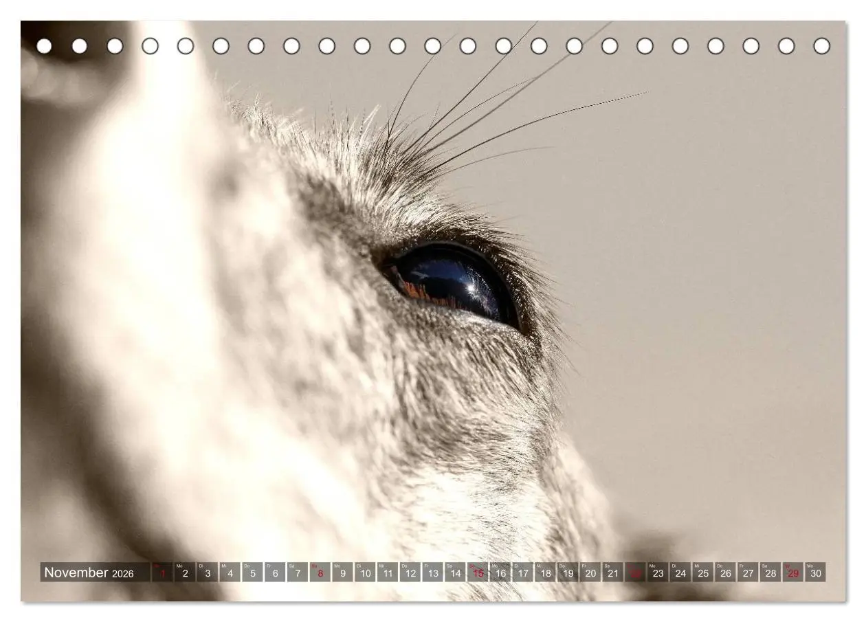 Bild: 9783457978740 | Galgo eye-catcher (Tischkalender 2026 DIN A5 quer), CALVENDO...