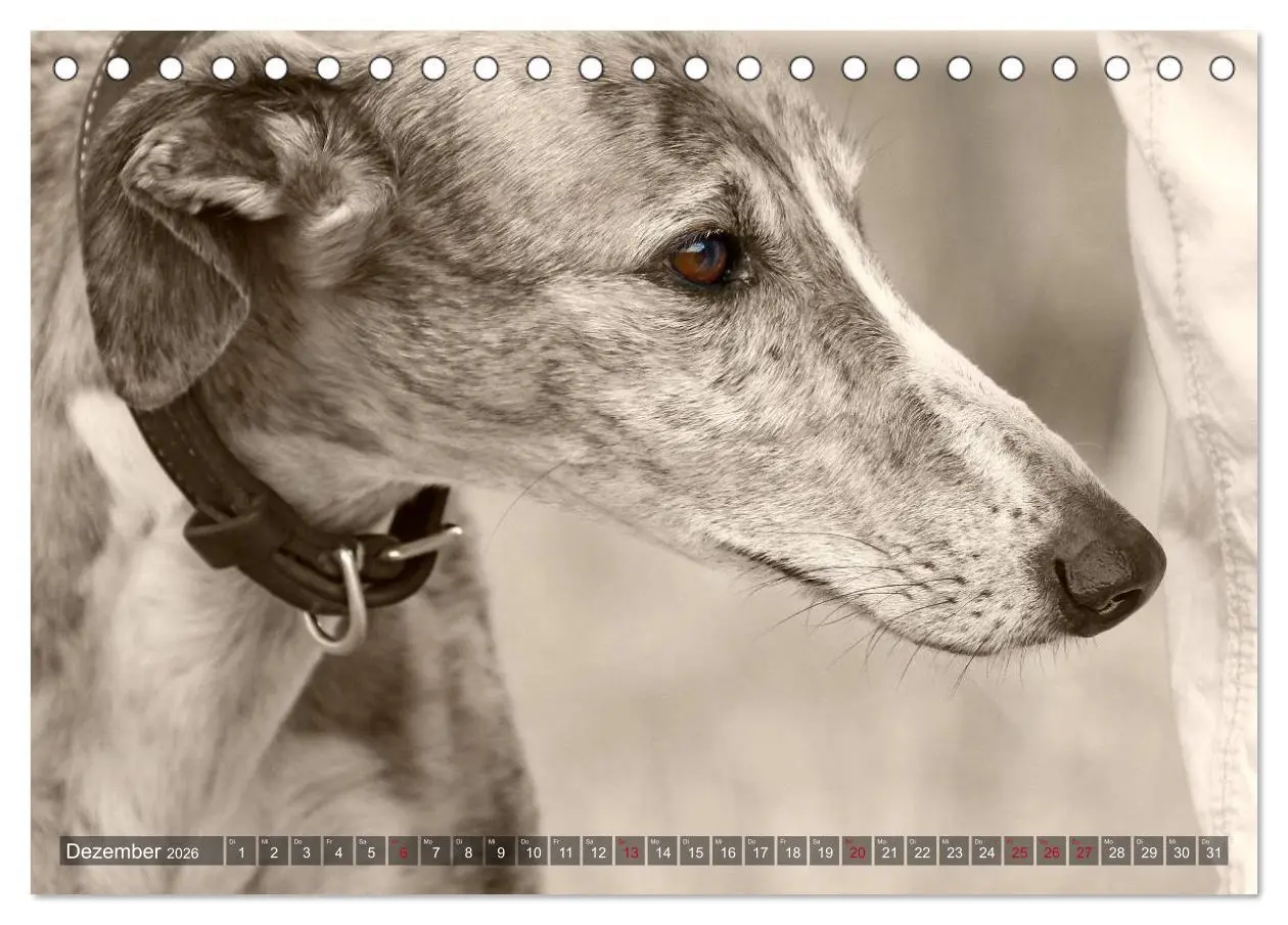 Bild: 9783457978740 | Galgo eye-catcher (Tischkalender 2026 DIN A5 quer), CALVENDO...