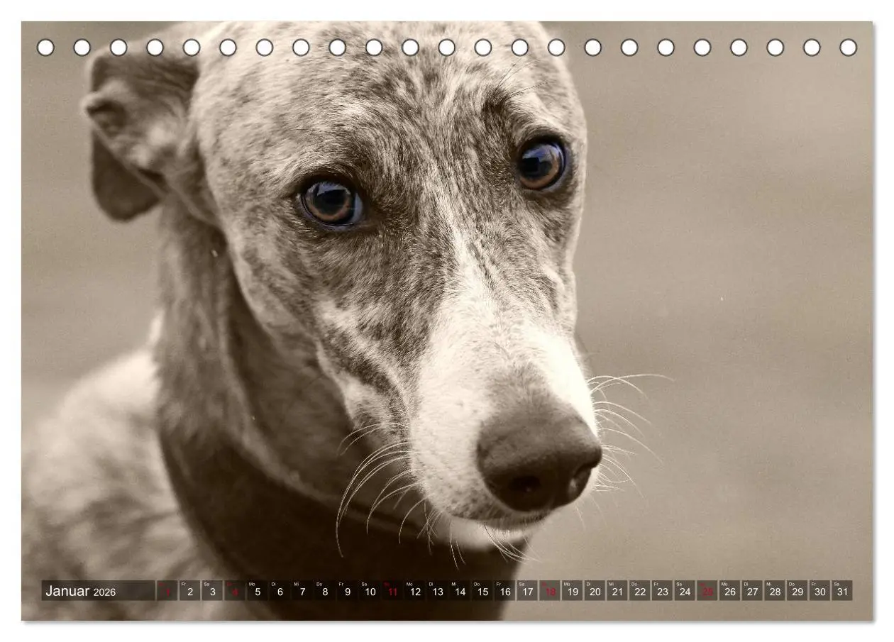 Bild: 9783457978740 | Galgo eye-catcher (Tischkalender 2026 DIN A5 quer), CALVENDO...