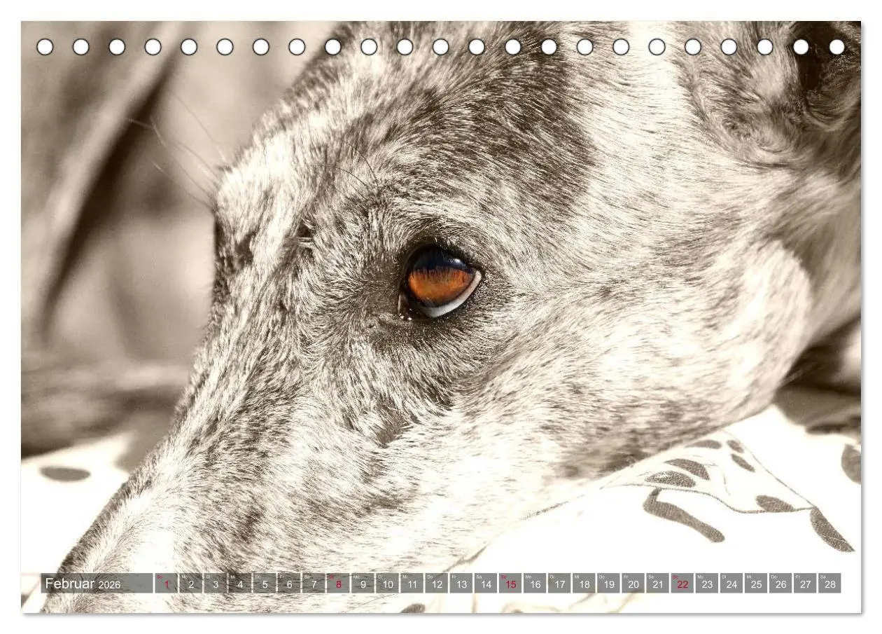 Bild: 9783457978740 | Galgo eye-catcher (Tischkalender 2026 DIN A5 quer), CALVENDO...