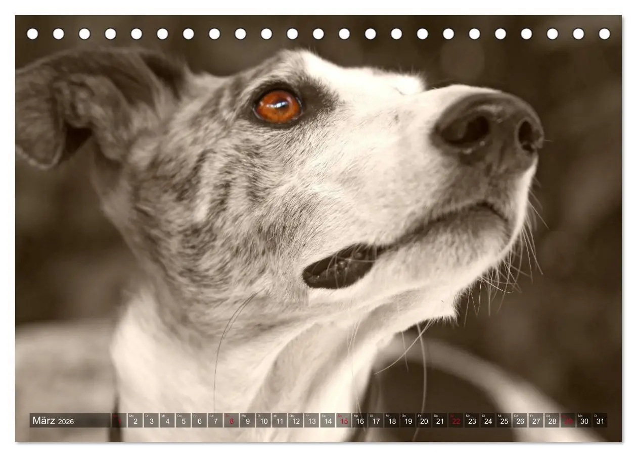 Bild: 9783457978740 | Galgo eye-catcher (Tischkalender 2026 DIN A5 quer), CALVENDO...