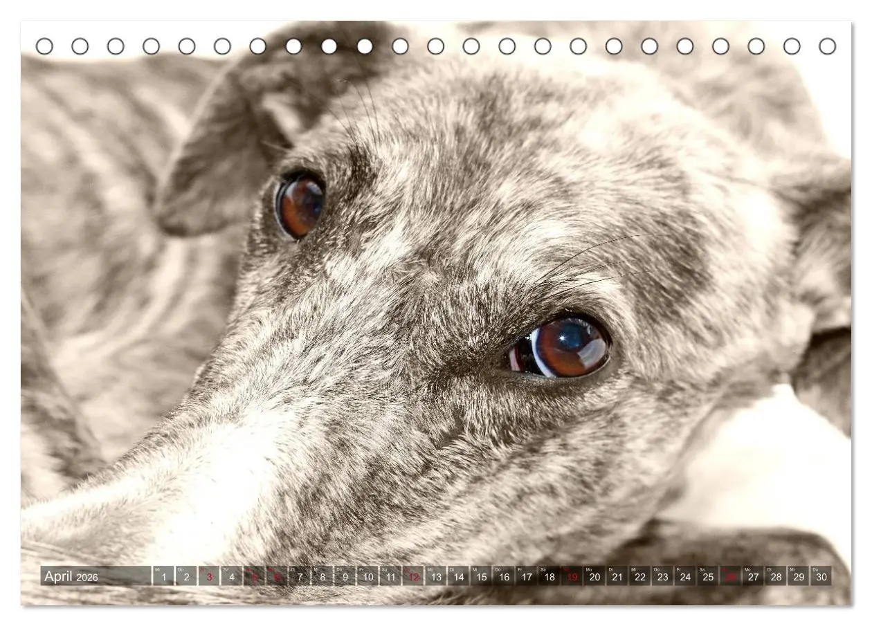 Bild: 9783457978740 | Galgo eye-catcher (Tischkalender 2026 DIN A5 quer), CALVENDO...