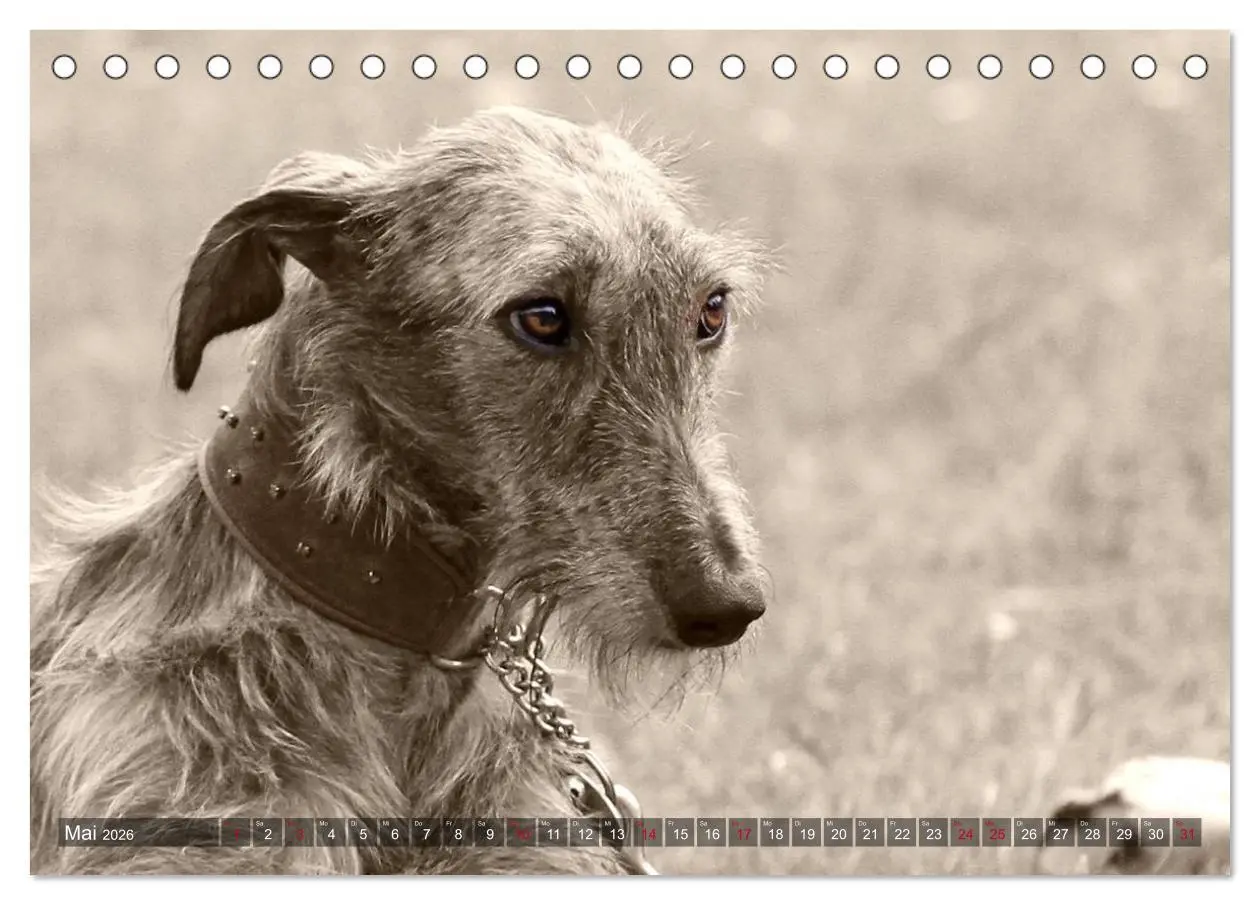Bild: 9783457978740 | Galgo eye-catcher (Tischkalender 2026 DIN A5 quer), CALVENDO...