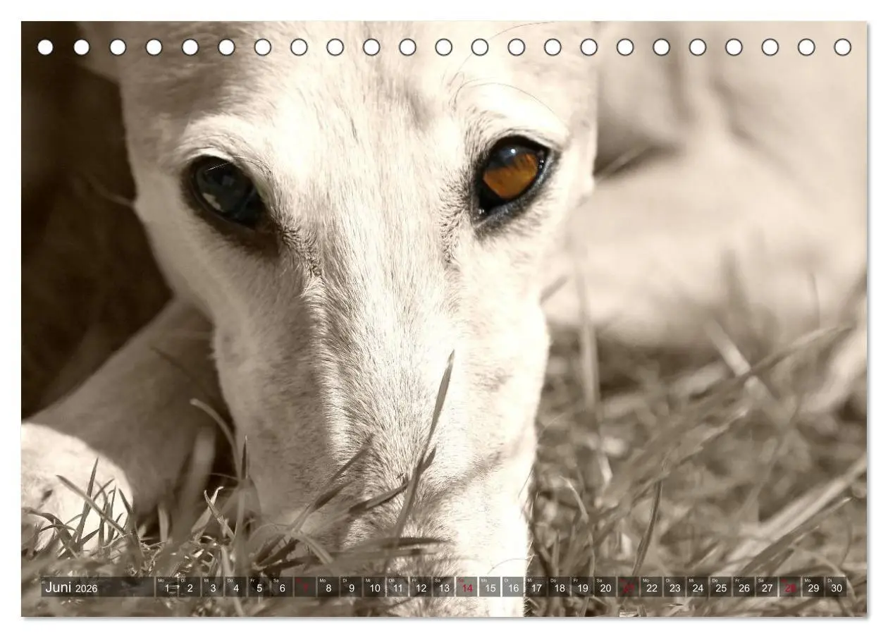 Bild: 9783457978740 | Galgo eye-catcher (Tischkalender 2026 DIN A5 quer), CALVENDO...