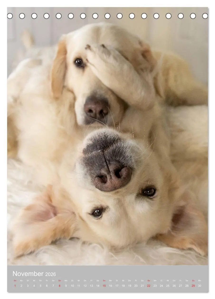 Bild: 9783516378740 | Grace und Cuba - Zwei liebenswerte Golden Retriever (Tischkalender...