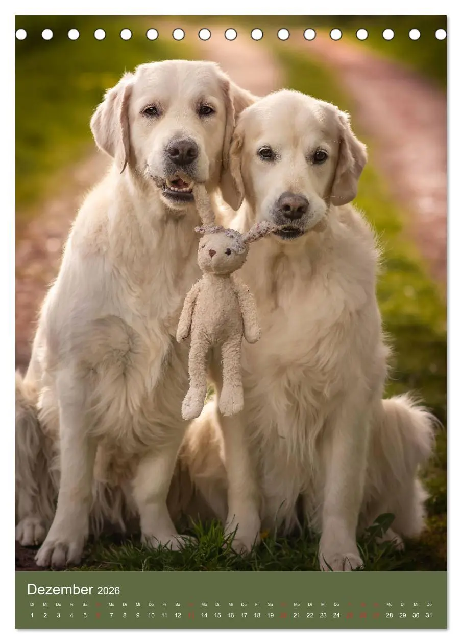 Bild: 9783516378740 | Grace und Cuba - Zwei liebenswerte Golden Retriever (Tischkalender...