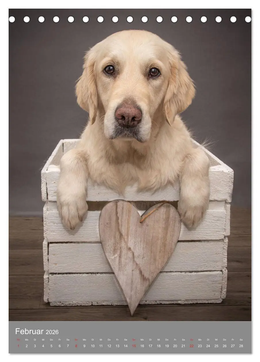 Bild: 9783516378740 | Grace und Cuba - Zwei liebenswerte Golden Retriever (Tischkalender...