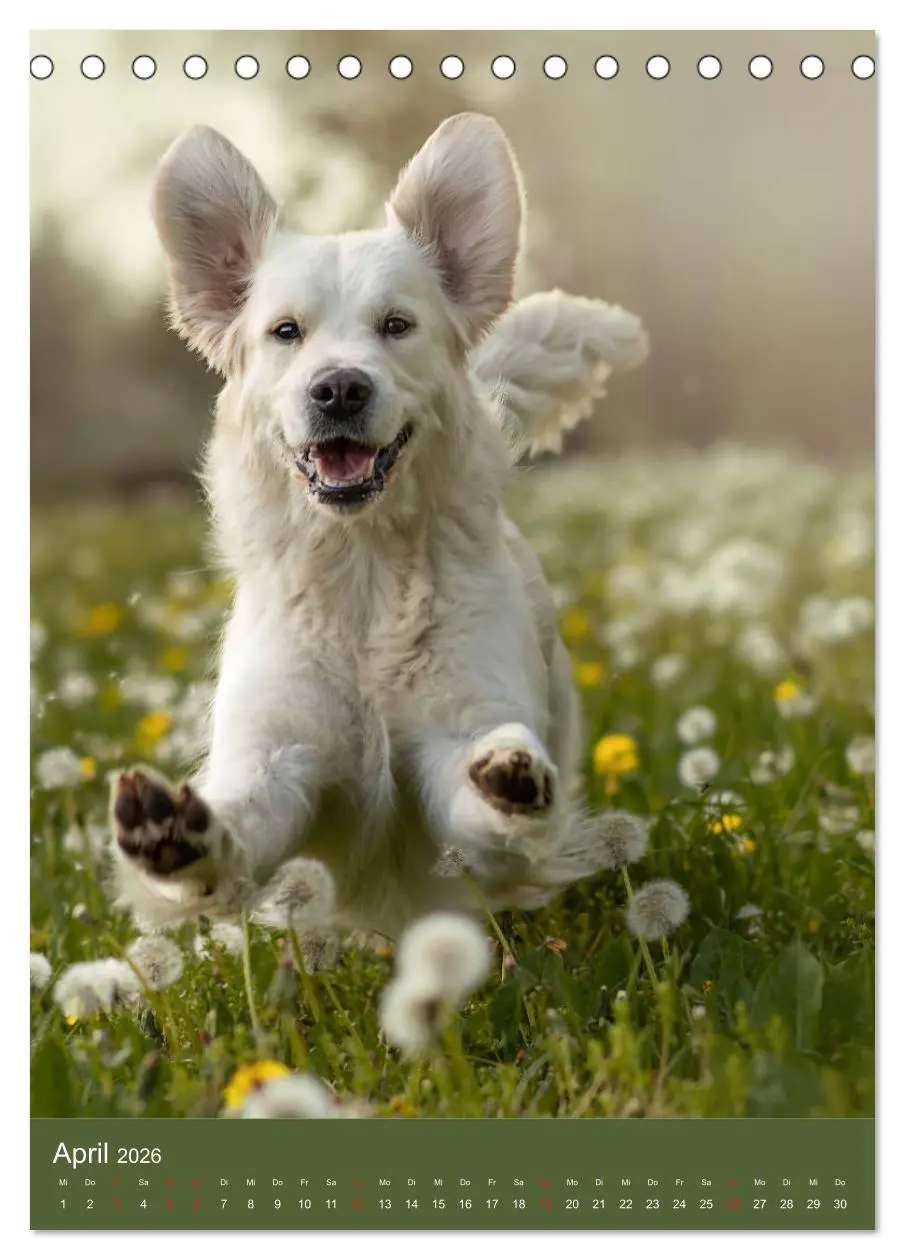 Bild: 9783516378740 | Grace und Cuba - Zwei liebenswerte Golden Retriever (Tischkalender...